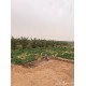 حياش حياش